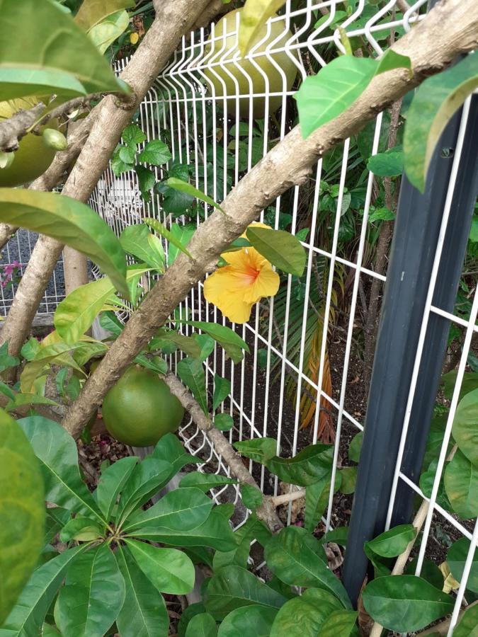 Gites De Corneille, Bungalow Sweet Mango Le Moule Ngoại thất bức ảnh